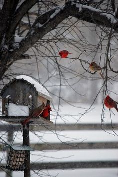 Christmas cardinals